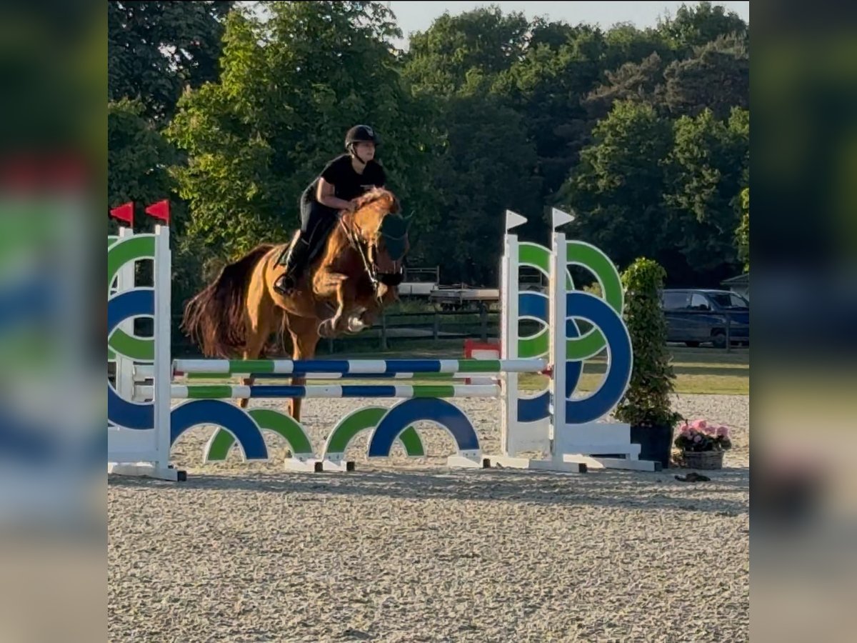 Belgisches Warmblut Wallach 14 Jahre 166 cm Fuchs in Heusden zolder