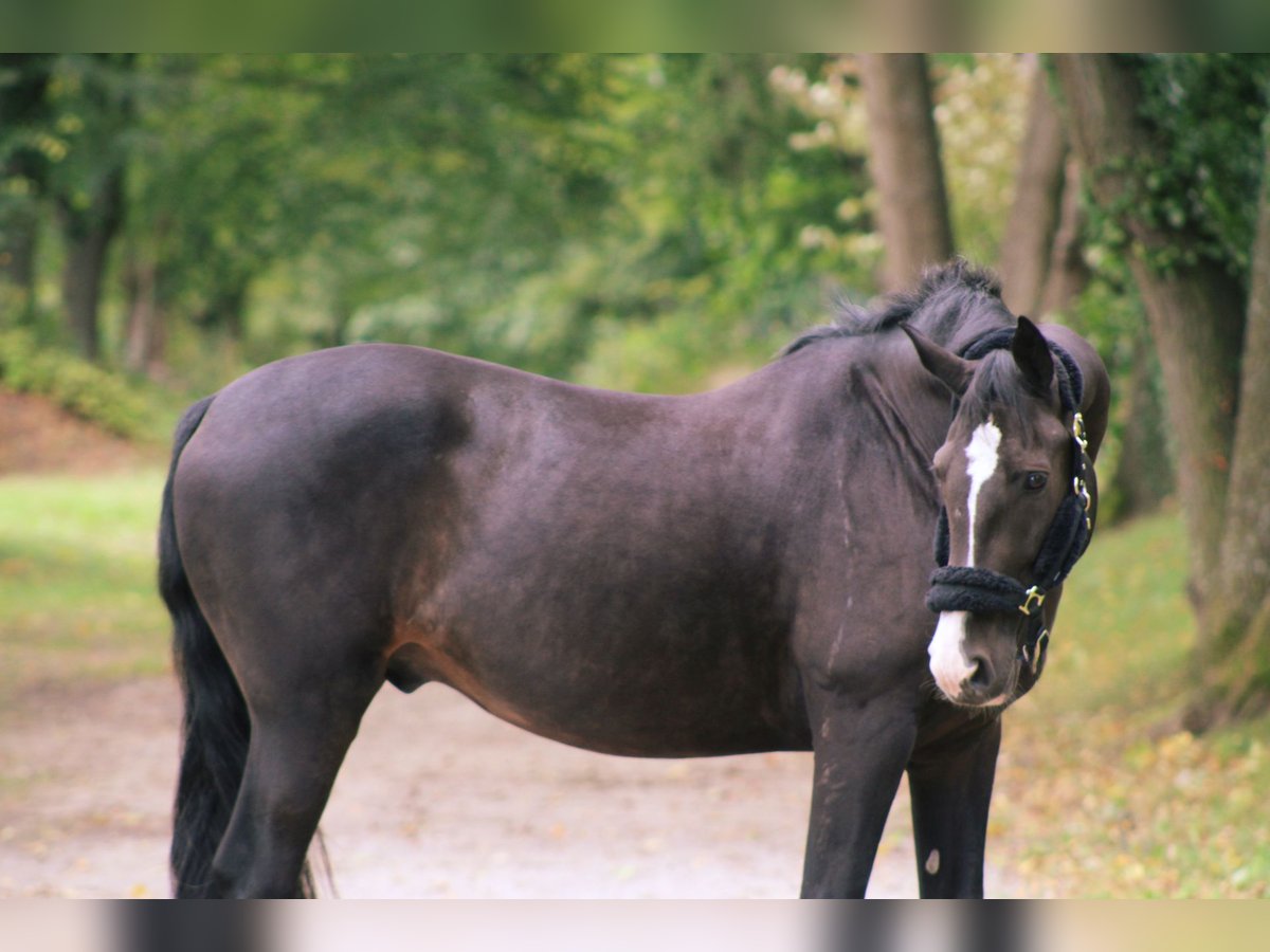 Belgisches Warmblut Wallach 14 Jahre 168 cm Rappe in Darmstadt