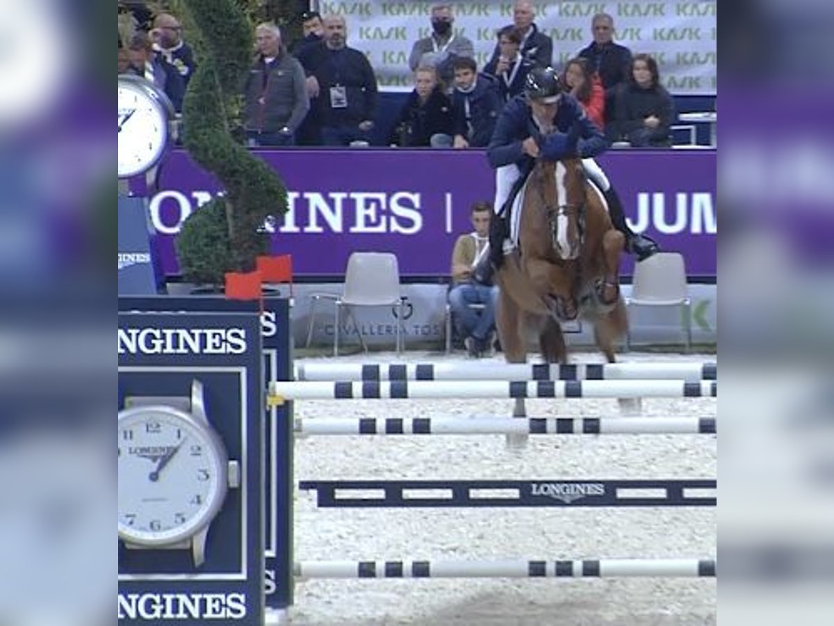 Belgisches Warmblut Wallach 14 Jahre 172 cm Fuchs in Roma