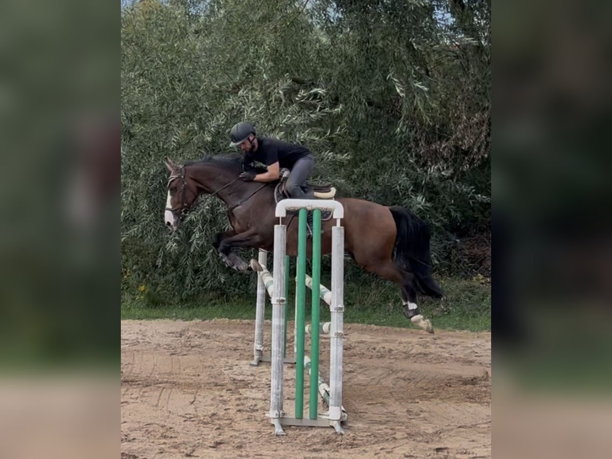 Belgisches Warmblut, Wallach in Babenhausen