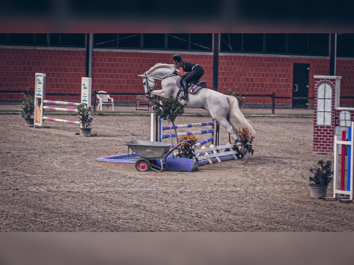 Belgisches Warmblut Wallach 15 Jahre 173 cm Schimmel in Krefeld