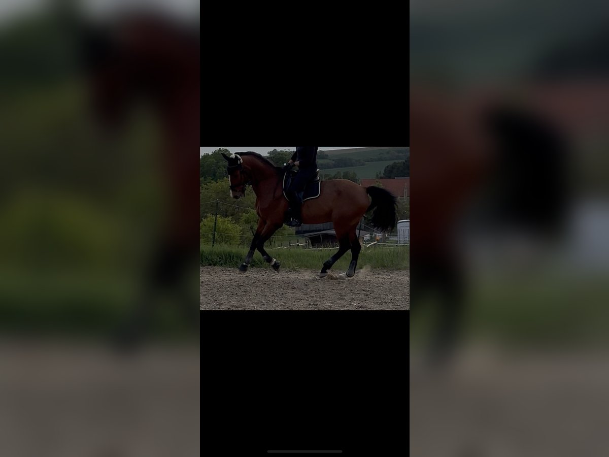 Belgisches Warmblut Wallach 15 Jahre 175 cm Brauner in Fallbach