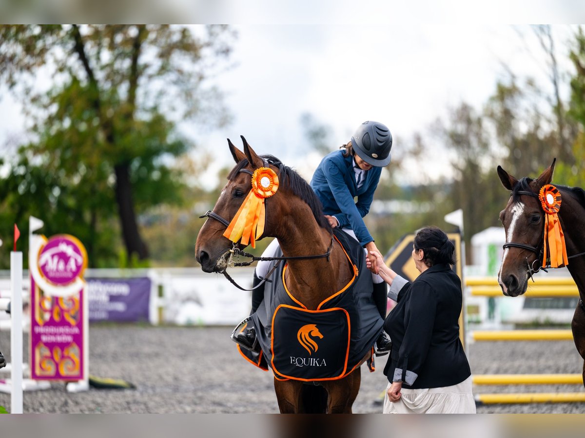 Belgisches Warmblut Wallach 16 Jahre 173 cm Dunkelbrauner in Czechowice-Dziedzice