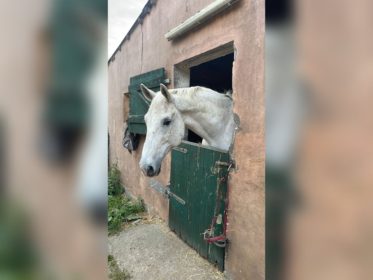 Belgisches Warmblut Wallach 16 Jahre 173 cm Schimmel in Grube