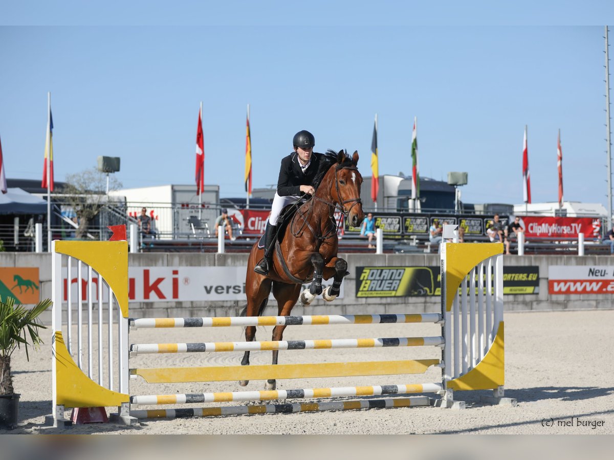 Belgisches Warmblut Wallach 16 Jahre 175 cm Brauner in St.Ruprecht