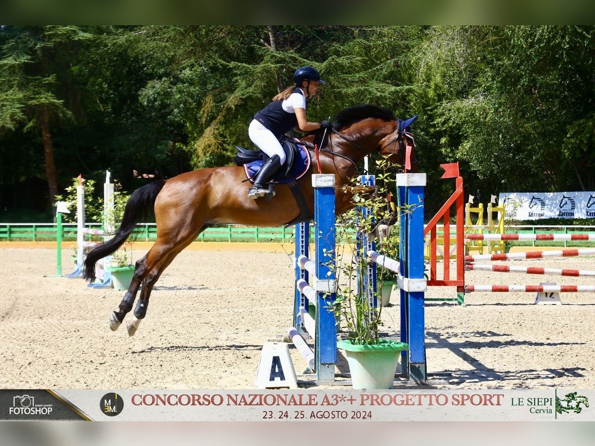 Belgisches Warmblut Wallach 17 Jahre 173 cm Brauner in Rimini