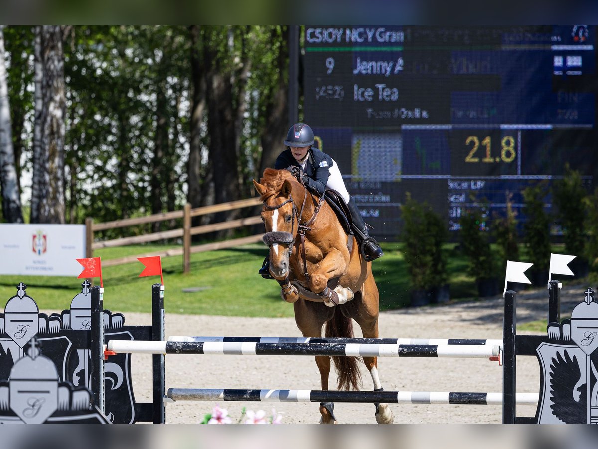 Belgisches Warmblut Wallach 17 Jahre 175 cm Dunkelfuchs in Koski Tl