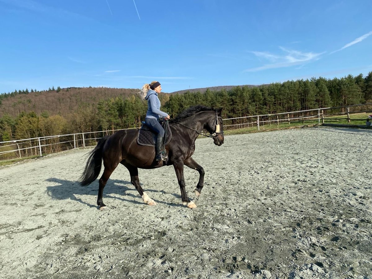 Belgisches Warmblut Wallach 18 Jahre 164 cm Rappe in Glash&#xFC;tten bei Langeck im Burgenland