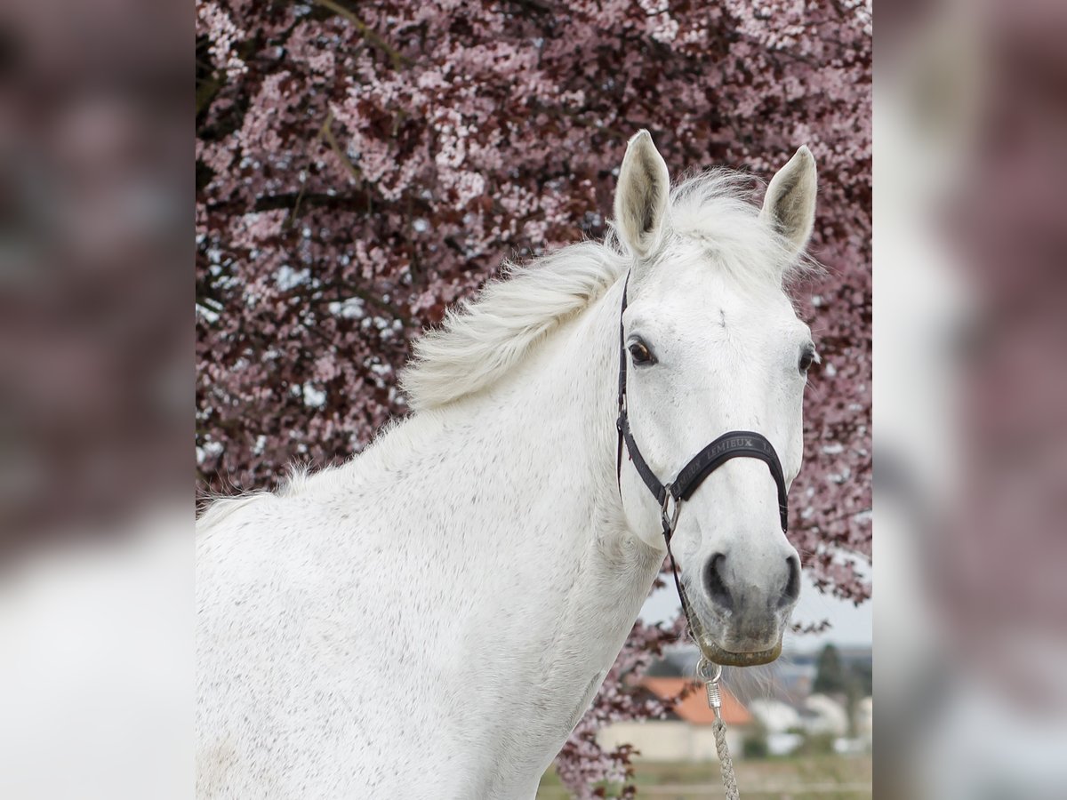 Belgisches Warmblut Wallach 18 Jahre 180 cm Schimmel in Jakobsweiler