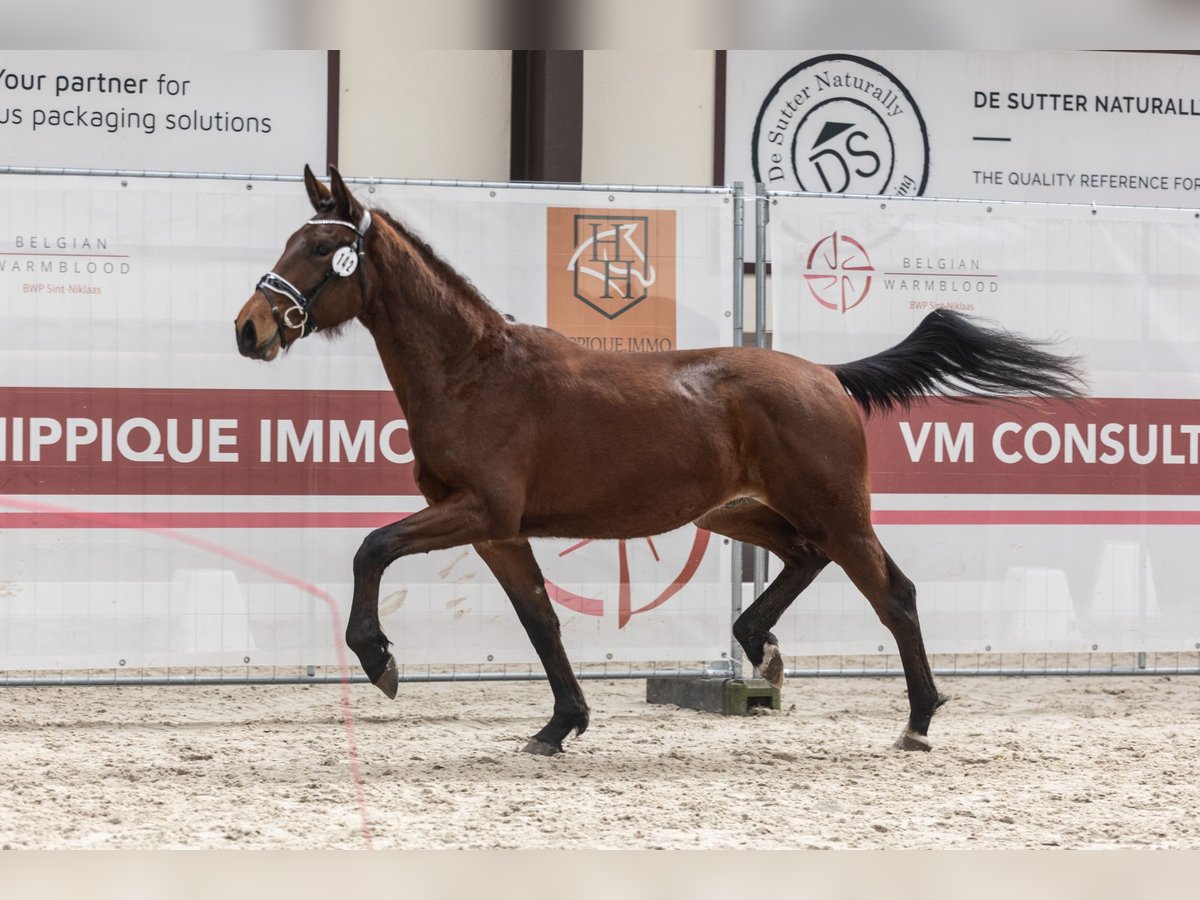 Belgisches Warmblut Wallach 2 Jahre 157 cm Brauner in Liezele