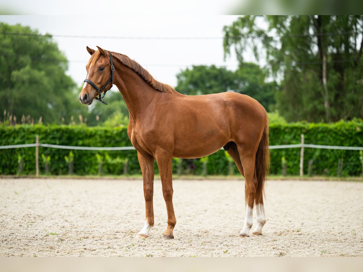 Belgisches Warmblut Wallach 2 Jahre 165 cm Fuchs in Maldegem