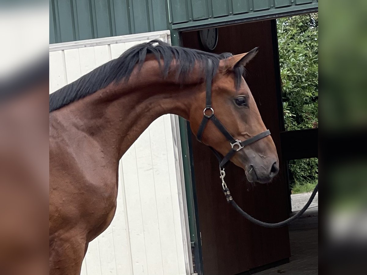 Belgisches Warmblut Wallach 2 Jahre 166 cm Brauner in Zieuwent