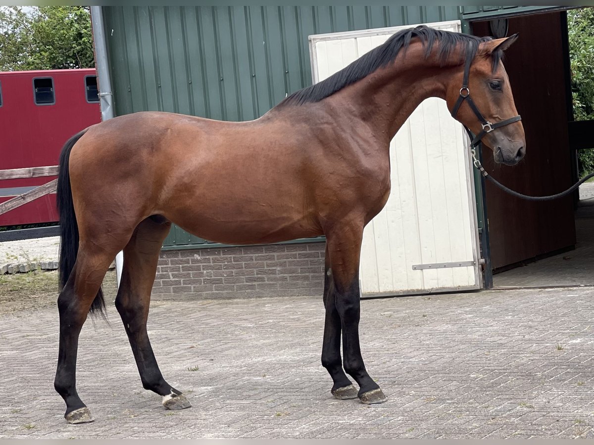 Belgisches Warmblut Wallach 2 Jahre 166 cm Brauner in Zieuwent