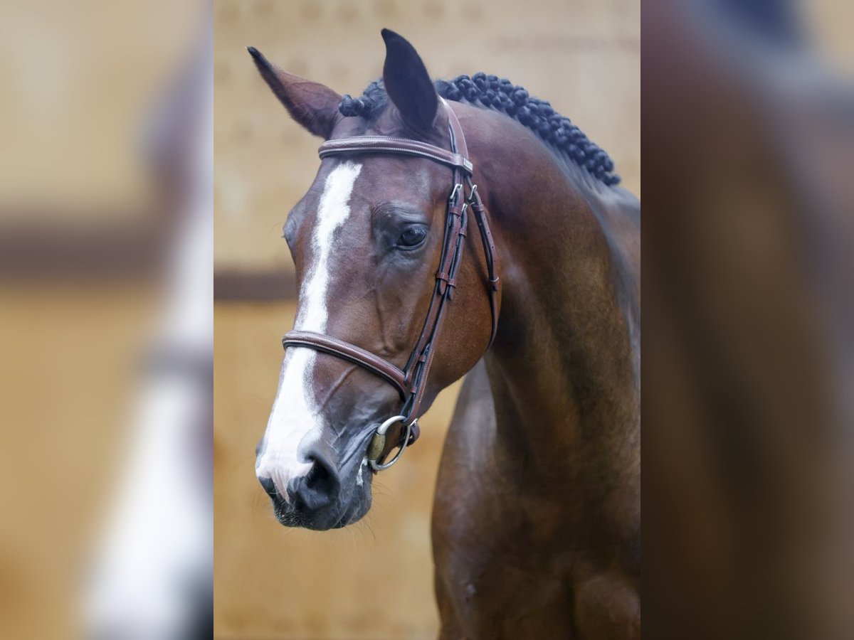 Belgisches Warmblut Wallach 2 Jahre 166 cm Rotbrauner in Kinrooi