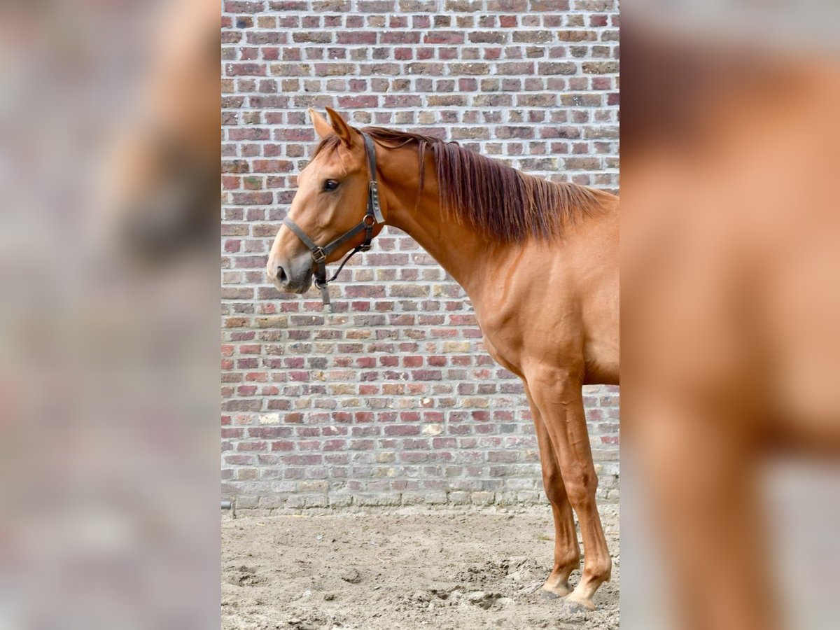 Belgisches Warmblut Wallach 2 Jahre Fuchs in Knesselare