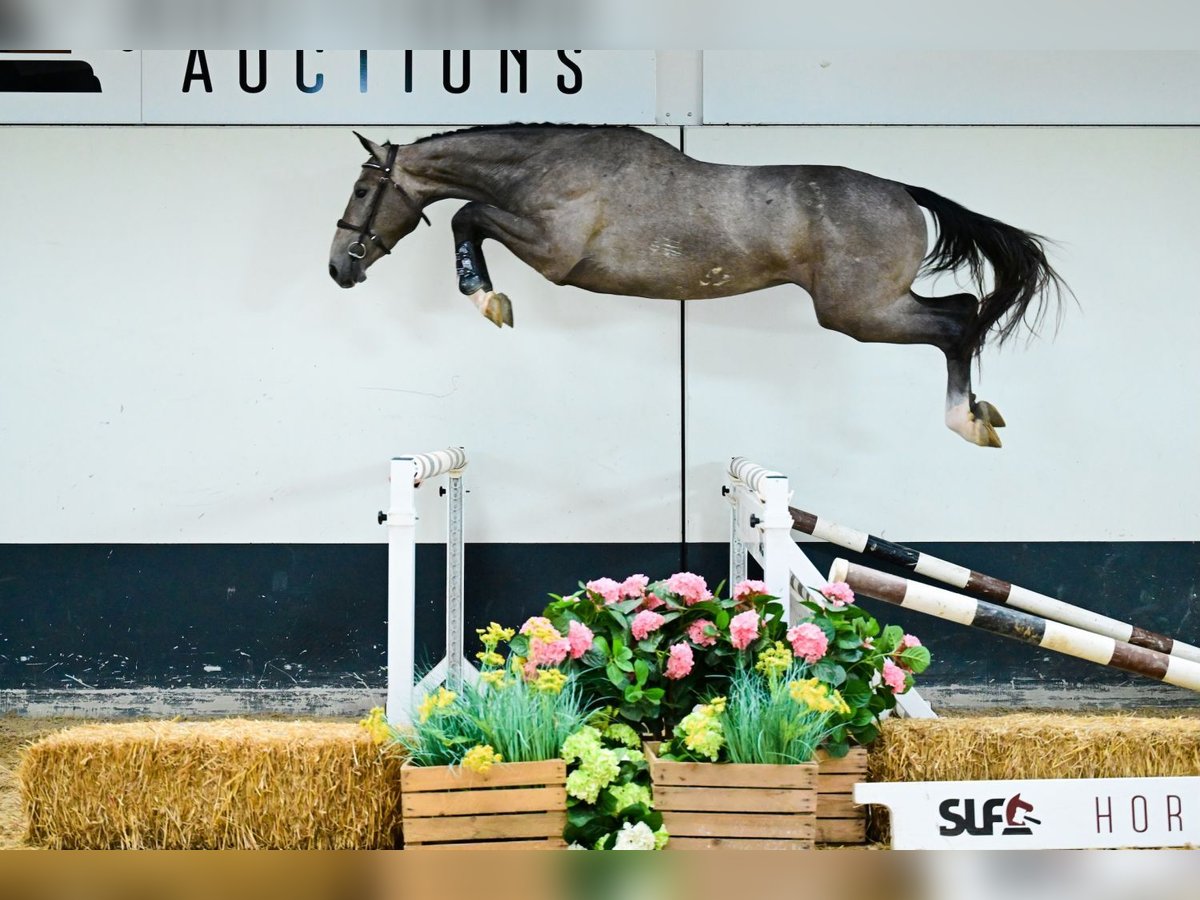 Belgisches Warmblut Wallach 3 Jahre 162 cm Schimmel in Bladel