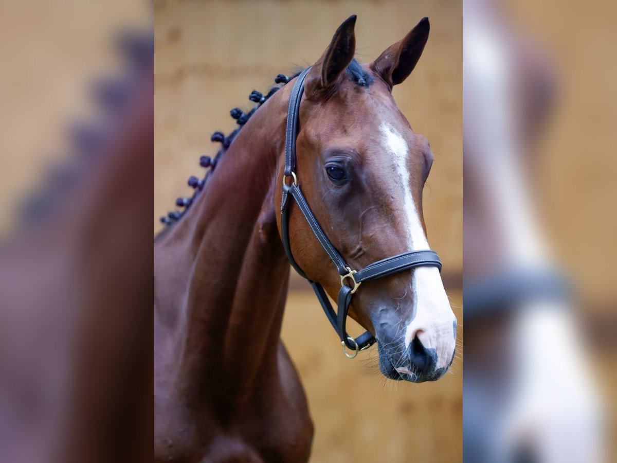 Belgisches Warmblut Wallach 3 Jahre 164 cm Rotbrauner in Kinrooi