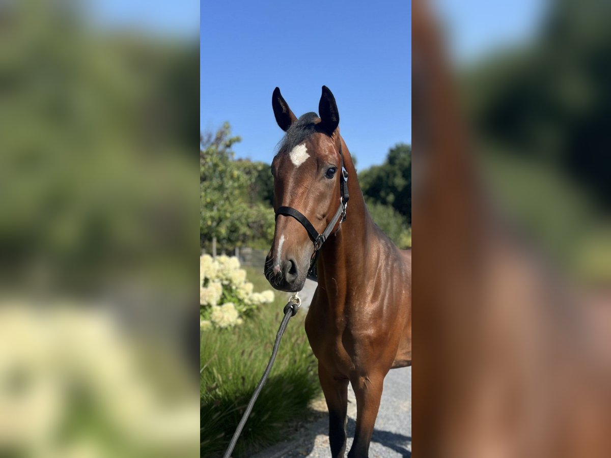 Belgisches Warmblut Wallach 3 Jahre 165 cm Brauner in Asten