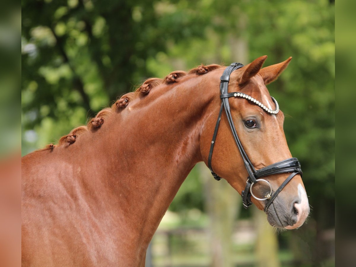 Belgisches Warmblut Wallach 3 Jahre 167 cm in Xanten