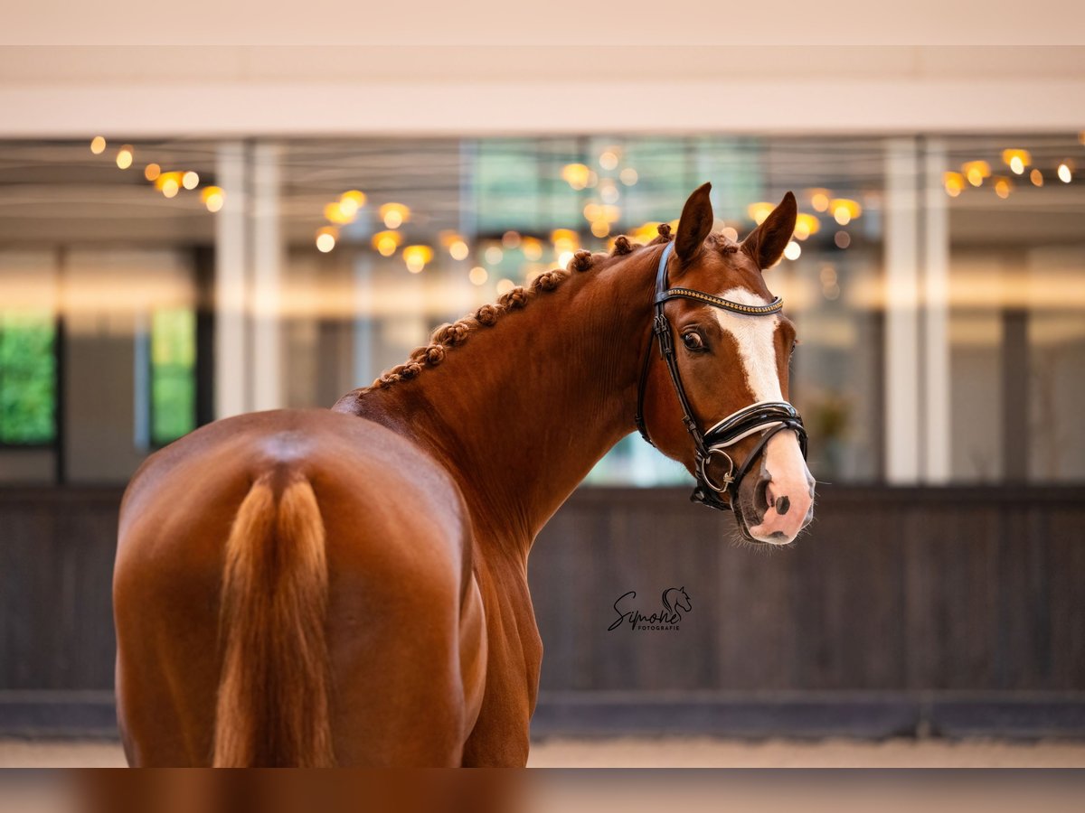 Belgisches Warmblut Wallach 3 Jahre 167 cm Dunkelfuchs in Mol