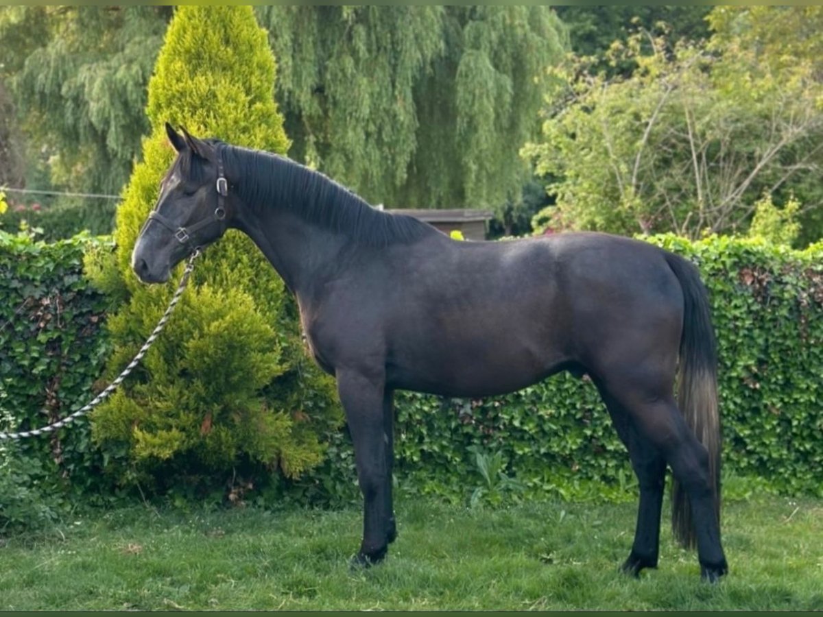 Belgisches Warmblut Wallach 3 Jahre 170 cm Rappschimmel in PUURS