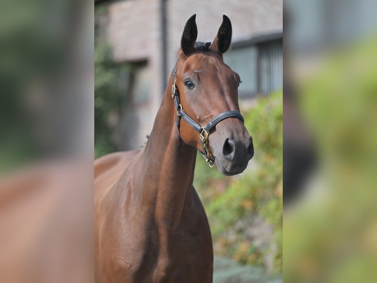 Belgisches Warmblut Wallach 3 Jahre 170 cm Rotbrauner in Zelle