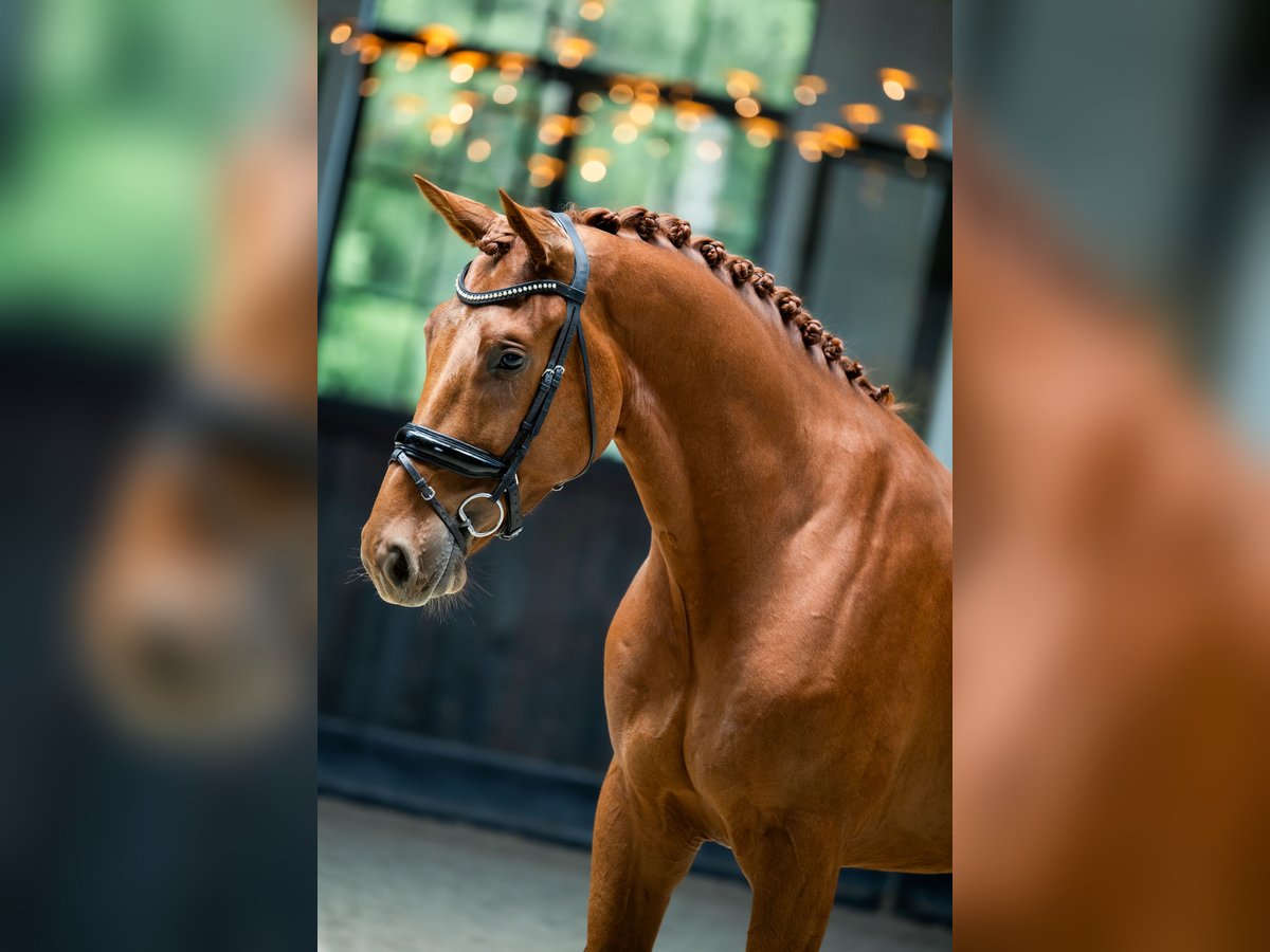 Belgisches Warmblut Wallach 3 Jahre 172 cm Dunkelfuchs in Mol