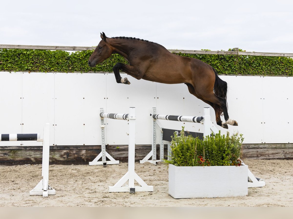 Belgisches Warmblut Wallach 3 Jahre 173 cm Brauner in Waddinxveen
