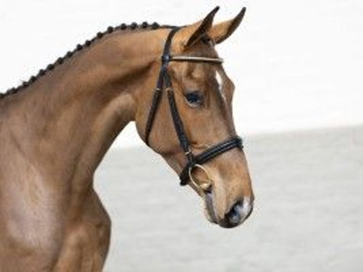 Belgisches Warmblut Wallach 3 Jahre 174 cm Hellbrauner in Heerde