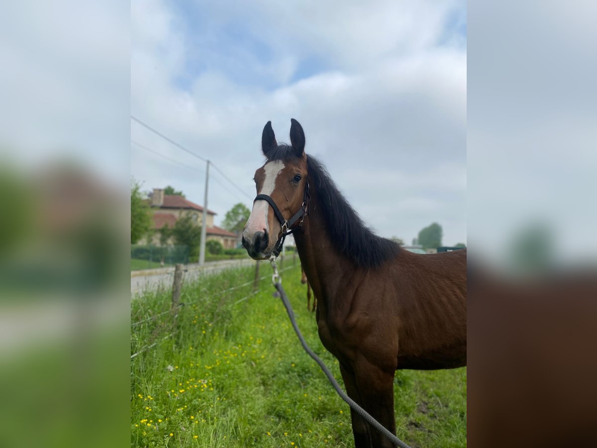Belgisches Warmblut Wallach 3 Jahre Brauner in Gooik
