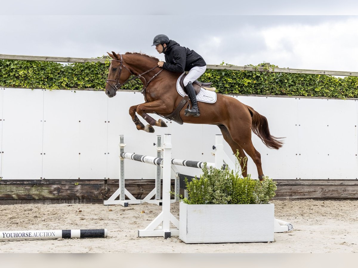 Belgisches Warmblut Wallach 4 Jahre 169 cm Fuchs in Waddinxveen