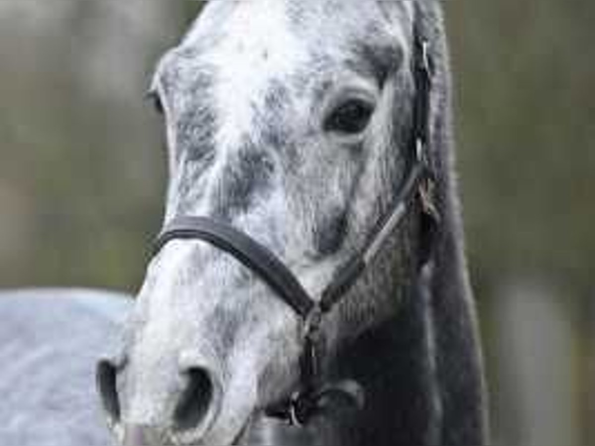 Belgisches Warmblut Wallach 4 Jahre 169 cm Schimmel in Sint-Niklaas