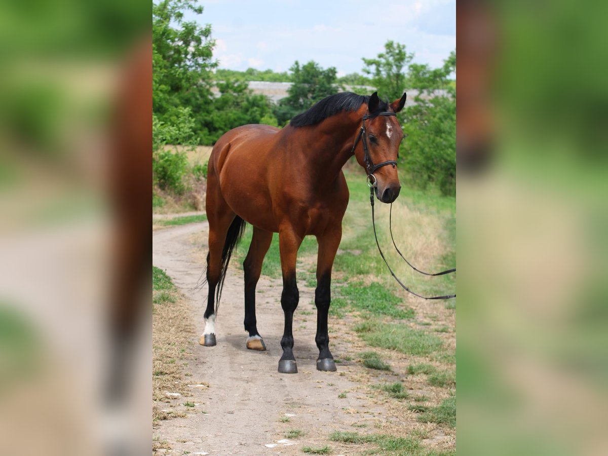 Belgisches Warmblut Wallach 4 Jahre 170 cm Brauner in Gyula