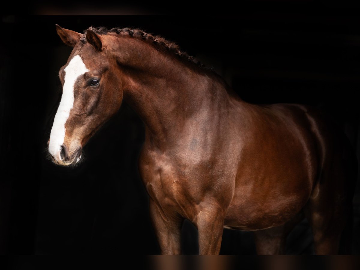 Belgisches Warmblut Wallach 4 Jahre 170 cm Dunkelfuchs in Ansen