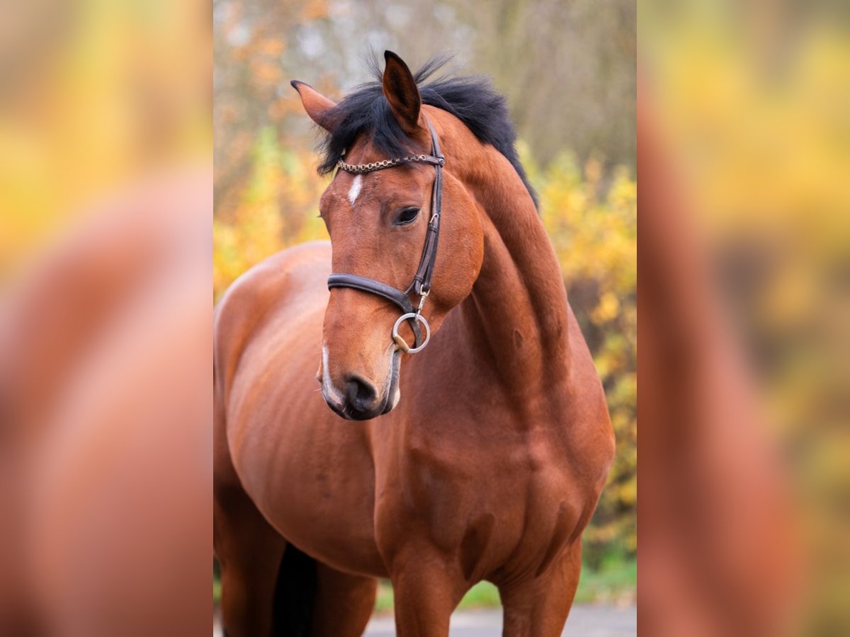 Belgisches Warmblut Wallach 4 Jahre 172 cm Brauner in Bladel