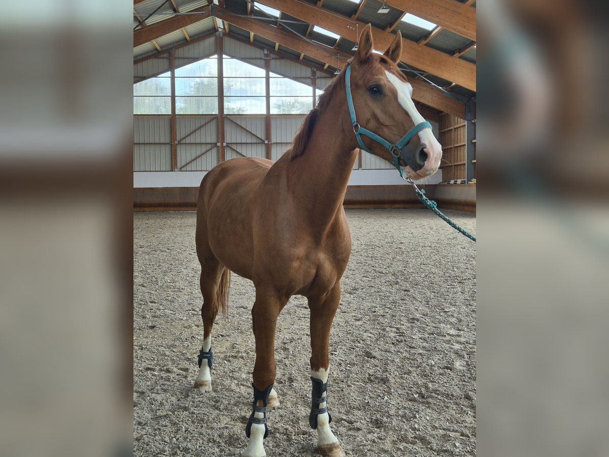 Belgisches Warmblut Wallach 4 Jahre 173 cm Fuchs in Buhl