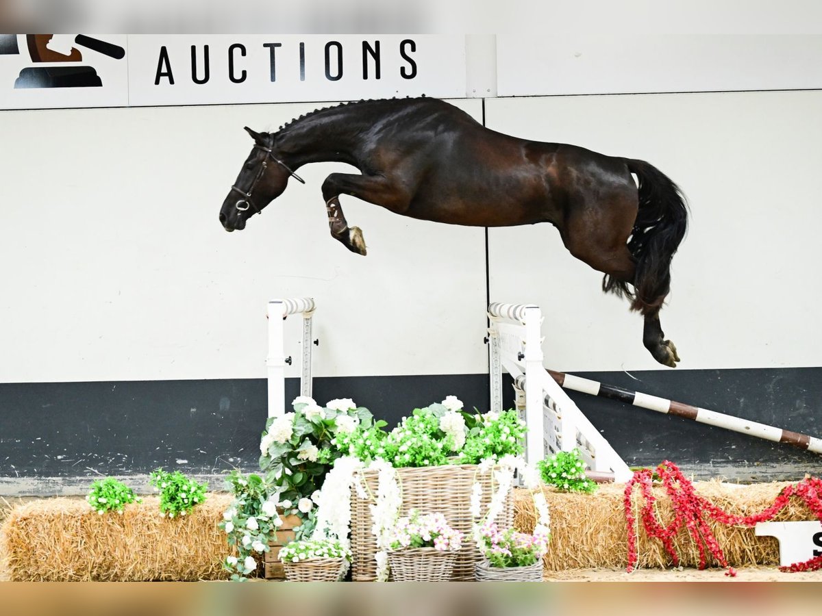Belgisches Warmblut Wallach 4 Jahre Brauner in Bladel