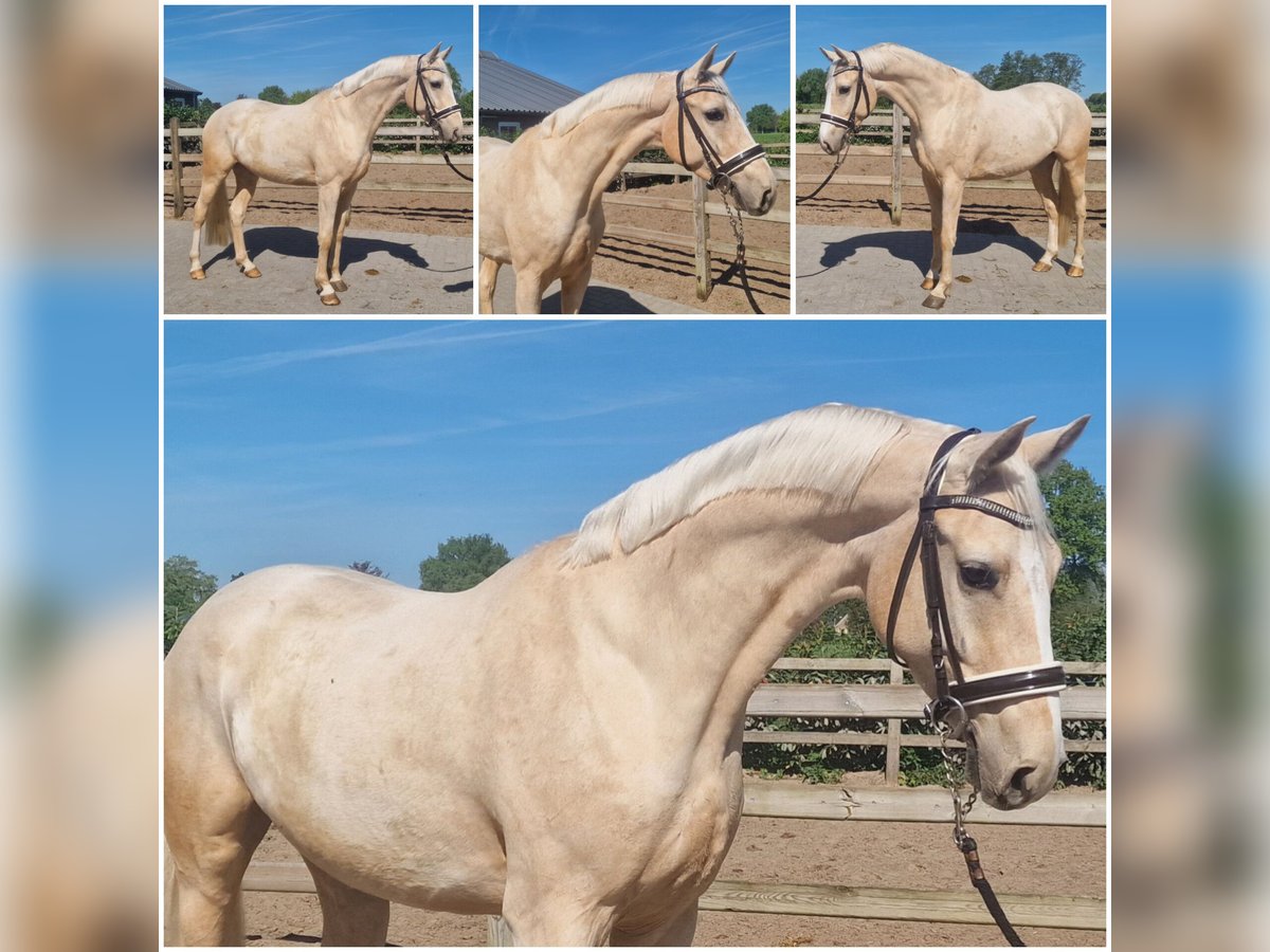 Belgisches Warmblut Wallach 4 Jahre Palomino in Den Ham Belgisches Warmblut Wallach 4 Jahre Palomino in Den Ham