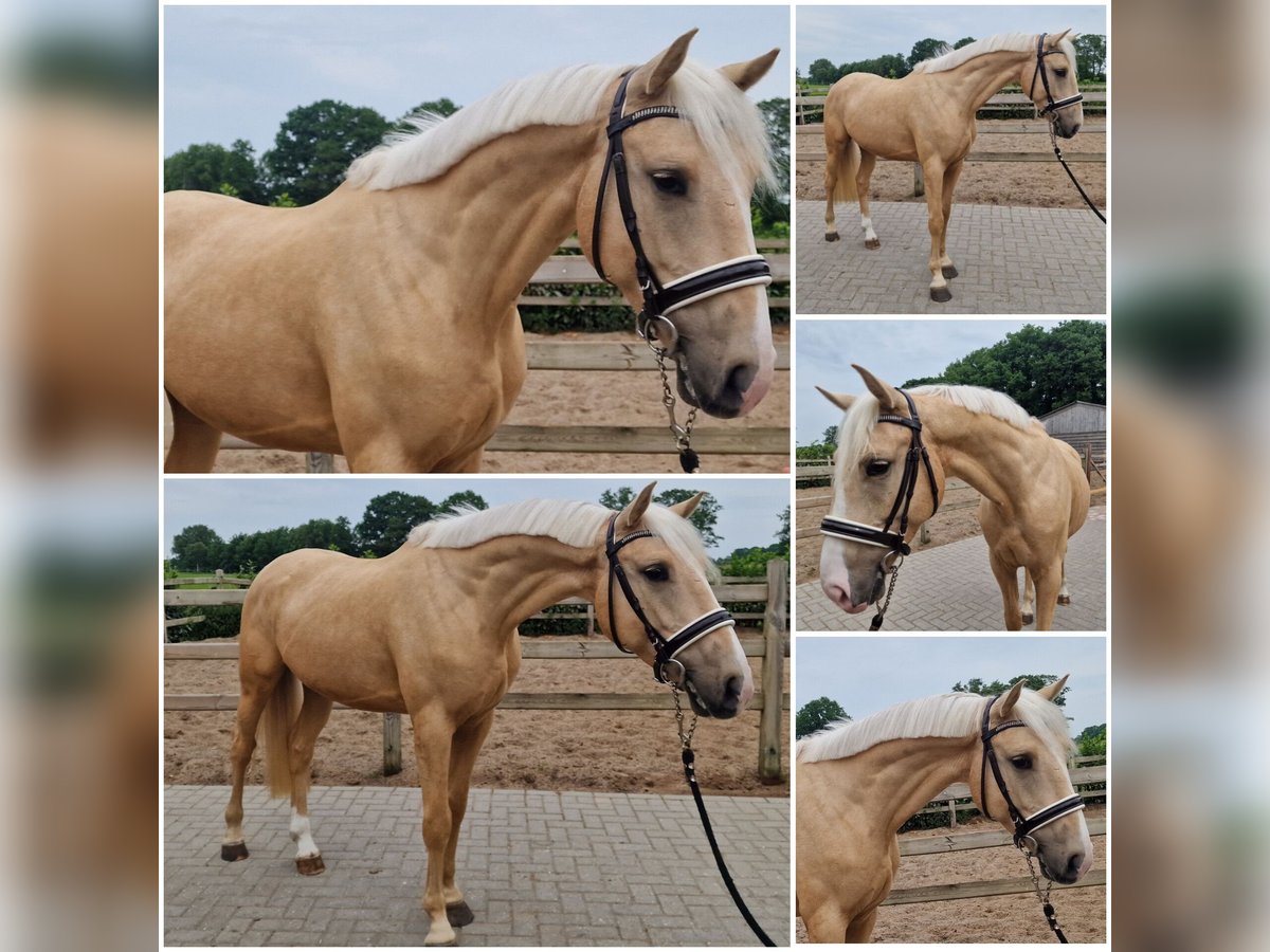 Belgisches Warmblut Wallach 4 Jahre Palomino in Den Ham Belgisches Warmblut Wallach 4 Jahre Palomino in Den Ham
