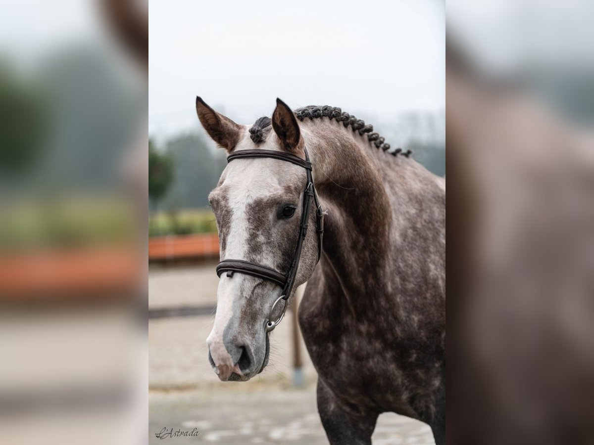 Belgisches Warmblut Wallach 4 Jahre Schimmel in Bladel