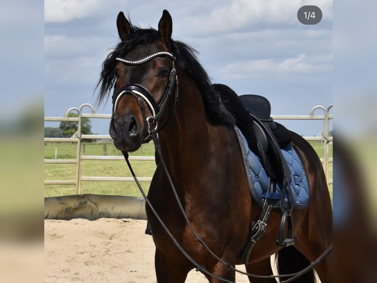Belgisches Warmblut, Wallach in Duisburg