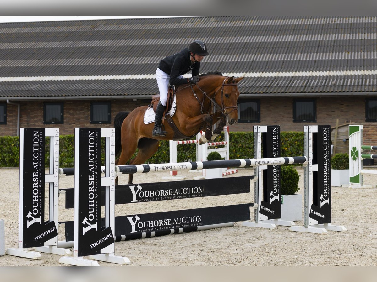 Belgisches Warmblut Wallach 5 Jahre 159 cm Brauner in Waddinxveen