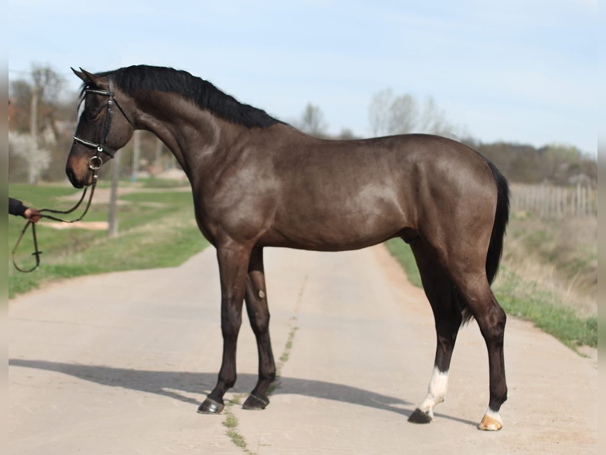 Belgisches Warmblut Wallach 5 Jahre 162 cm Brauner in Noville