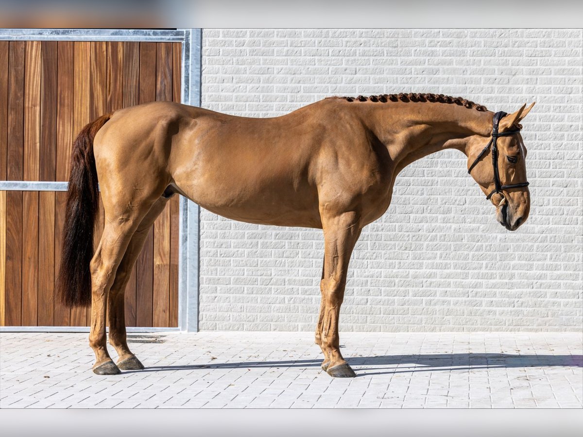 Belgisches Warmblut Wallach 5 Jahre 163 cm Dunkelfuchs in Bladel