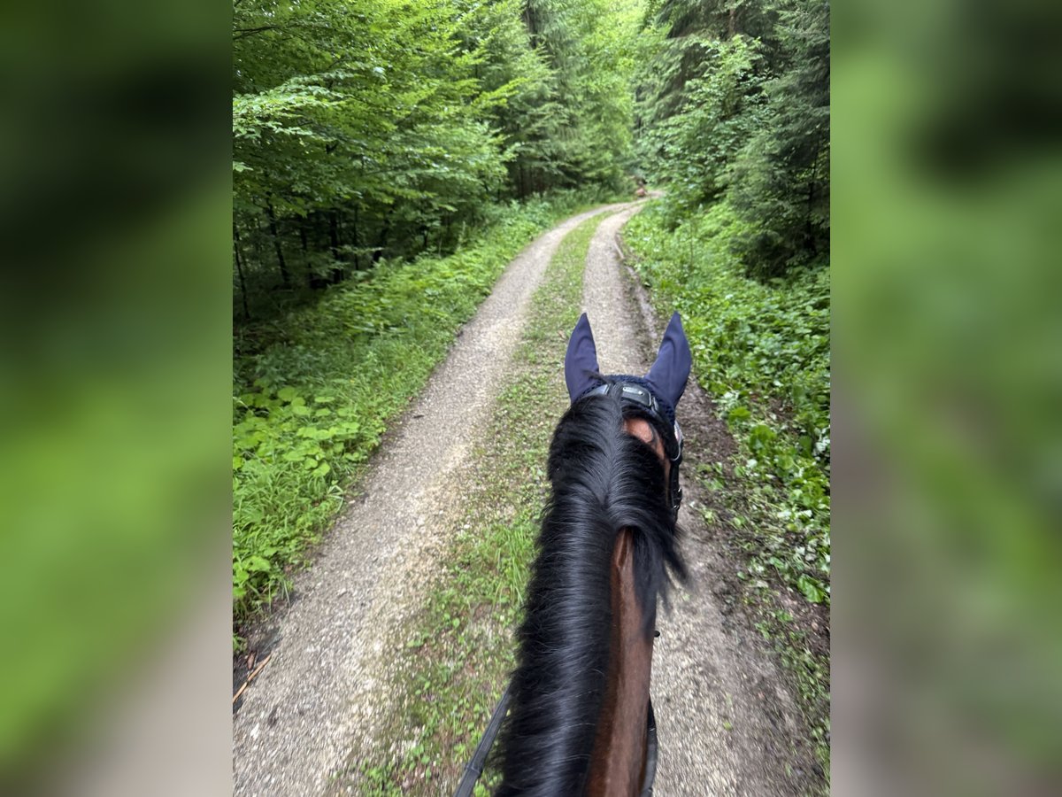 Belgisches Warmblut Wallach 5 Jahre 165 cm Brauner in Oberwang
