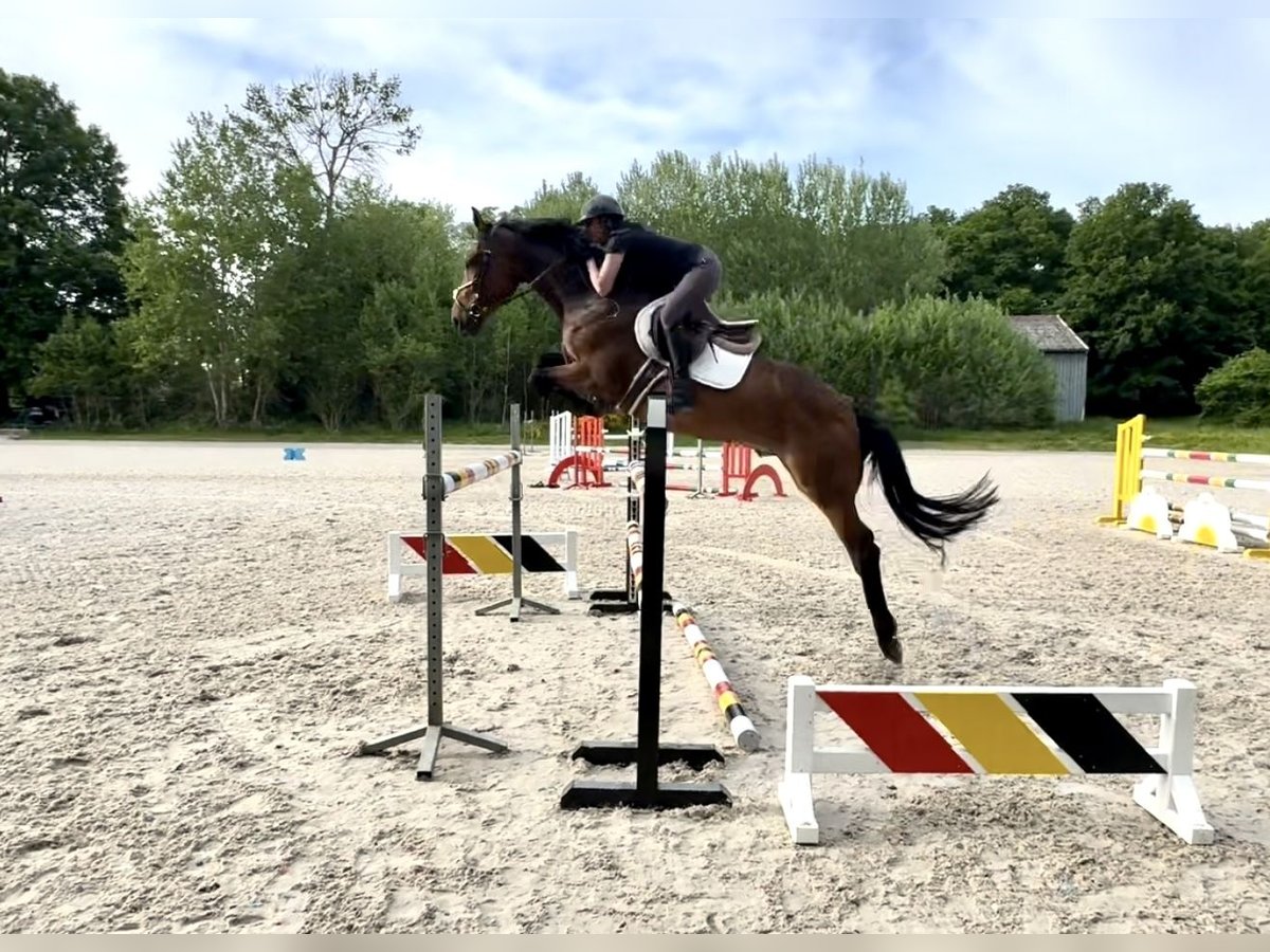 Belgisches Warmblut Wallach 5 Jahre 168 cm Brauner in Favieres