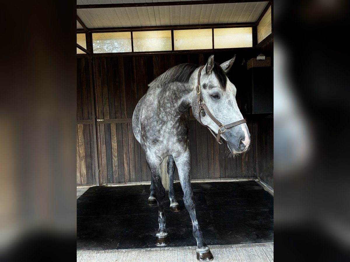 Belgisches Warmblut Wallach 5 Jahre 170 cm Schimmel in Llucmajor Belgisches Warmblut Wallach 5 Jahre 170 cm Schimmel in Llucmajor