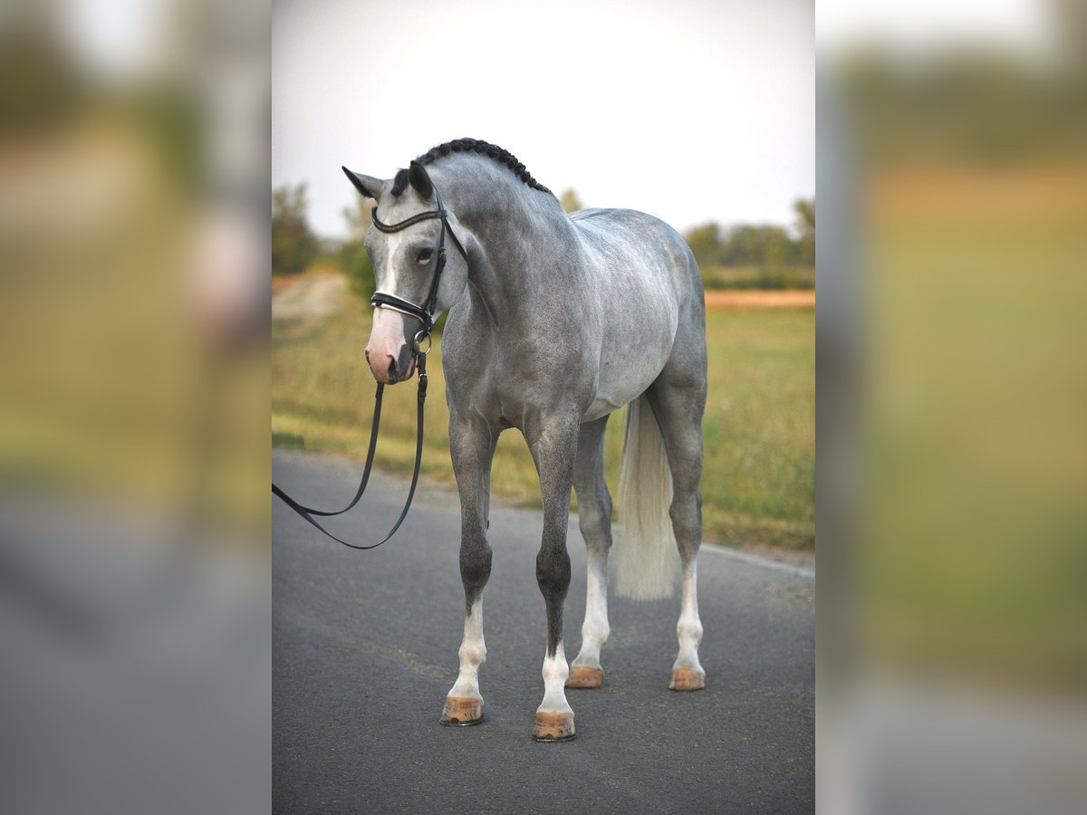 Belgisches Warmblut Wallach 5 Jahre 171 cm Schimmel in Csabacs&#x171;d