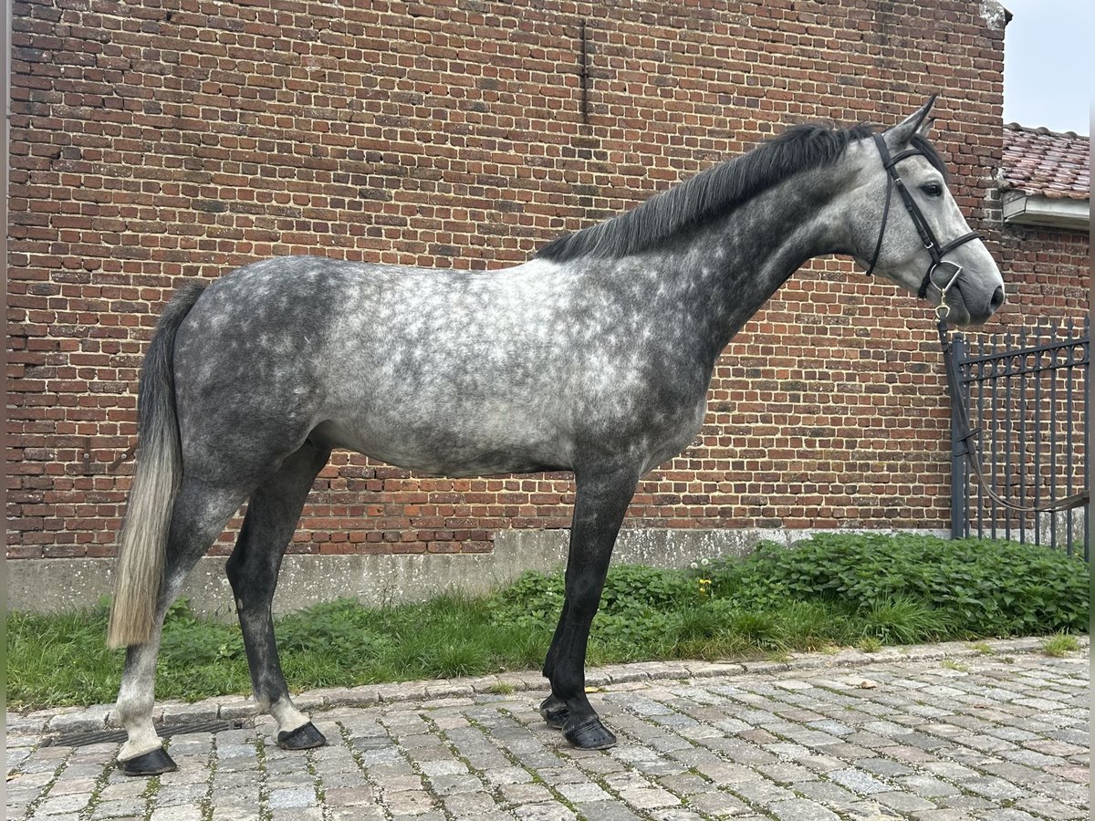 Belgisches Warmblut Wallach 5 Jahre 173 cm Blauschimmel in Denderhoutem
