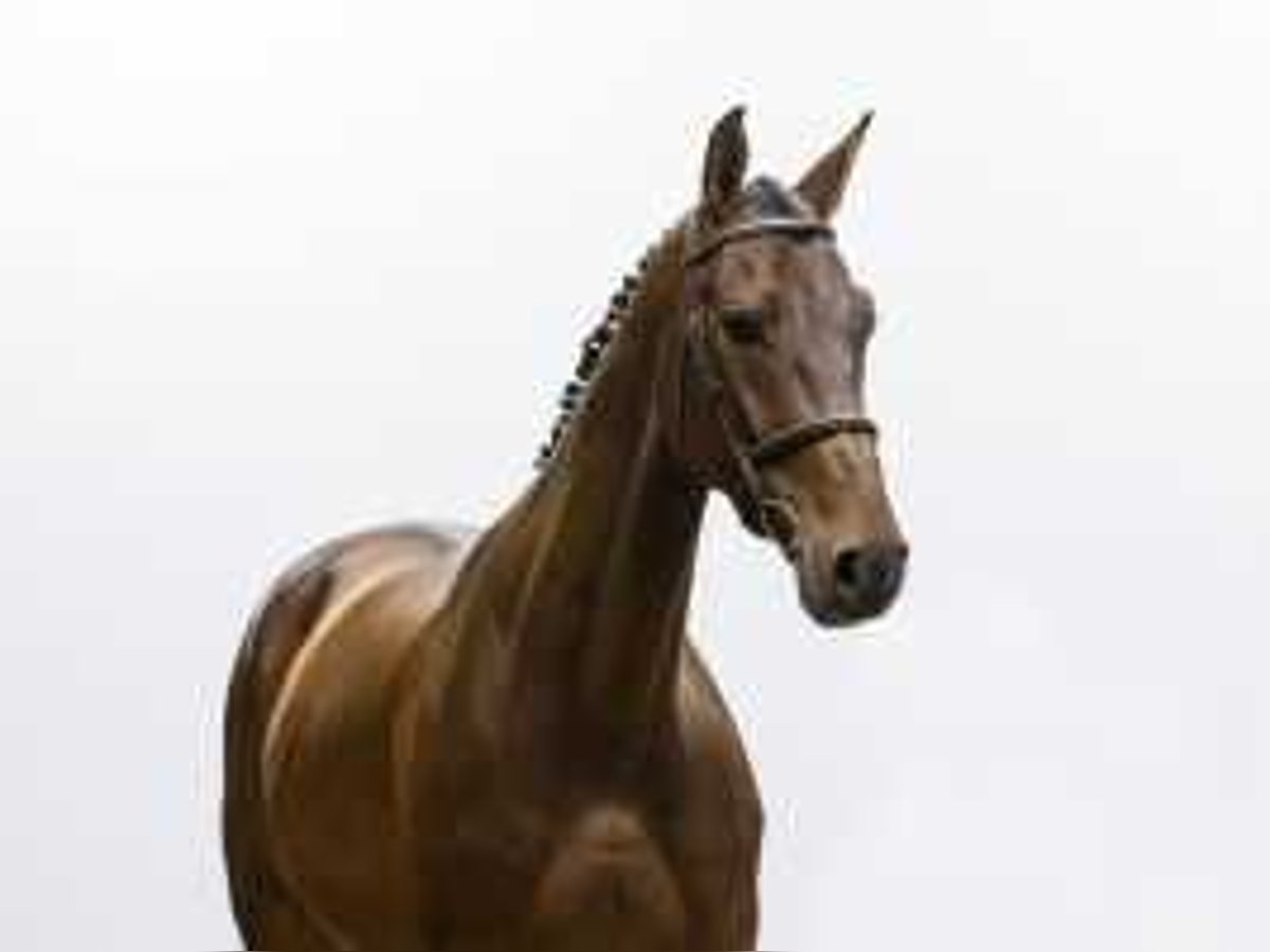 Belgisches Warmblut Wallach 5 Jahre 173 cm Brauner in Waddinxveen